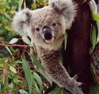Koala Spotting Regeneration Reserve - Accommodation Daintree