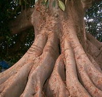 The Big Fig Tree - Accommodation Daintree