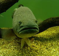 John Lake Centre - Narrandera Fisheries Centre - Accommodation Daintree