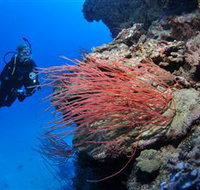 Three Sisters Dive Site - Accommodation Daintree