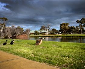 Roy Little Park Merredin - Accommodation Daintree 2