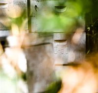 Bees on Keswick Island - Accommodation Daintree