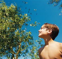 Birdwatching on Keswick Island - Accommodation Daintree