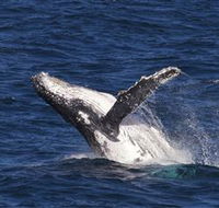 Whale Watching on Keswick Island - Accommodation Daintree