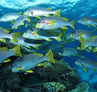 Challenger Bay Dive Site - Accommodation Daintree