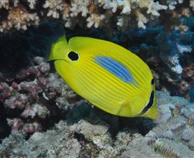 Clam Gardens Dive Site - Accommodation Daintree 1