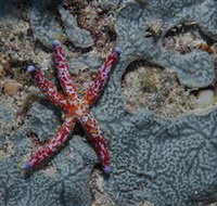Clam Gardens Dive Site - Accommodation Daintree