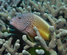 Clam Gardens Dive Site - Accommodation Daintree 3