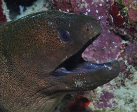 Clam Gardens Dive Site - Accommodation Daintree 2