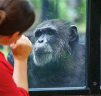 The Rockhampton Zoo - Accommodation Daintree