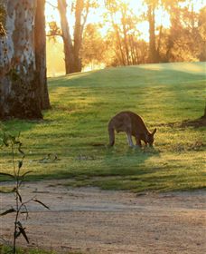 Benalla Golf Club - Accommodation Daintree 4