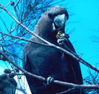 Mount Archer National Park - Accommodation Daintree