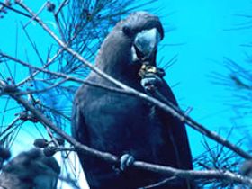 Mount Archer National Park - Accommodation Daintree 0