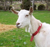 Dunkell Goats