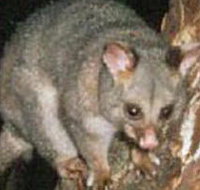 Moondarra State Park - Accommodation Daintree