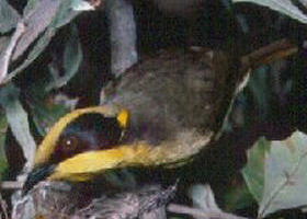 Yallourn North VIC Accommodation Daintree