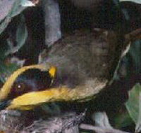 Tyers Park - Accommodation Daintree