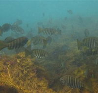 Bunurong Marine and Coastal Park - Accommodation Daintree