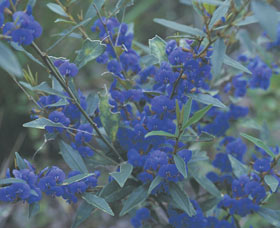 Kalamunda National Park - Accommodation Daintree 2