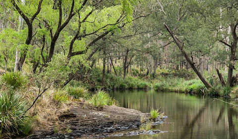 Koreelah National Park - Accommodation Daintree 1