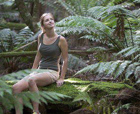 Barrington Tops National Park - Honeysuckle Forest Track - Accommodation Daintree 0