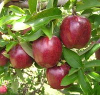 Top 40 Orchard - Accommodation Daintree