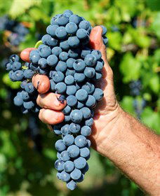 Stonehurst Cedar Creek Vineyard - Accommodation Daintree 5