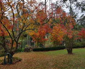 Bellbird Cottage - Accommodation Daintree 0