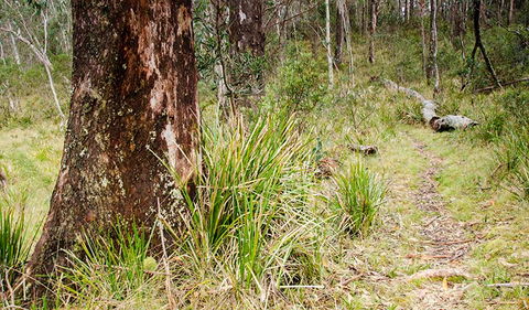 River Walking Track - Accommodation Daintree 1