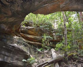 Cave Creek Walking Track - Accommodation Daintree 0