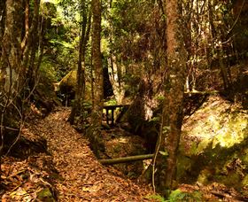 Cave Creek Walking Track - Accommodation Daintree 2