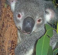 Hunter Valley Zoo - Accommodation Daintree