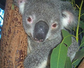 Hunter Valley Zoo - Accommodation Daintree 0