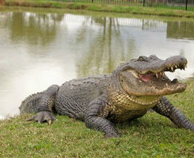 Hunter Valley Zoo - Accommodation Daintree 1