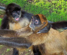 Hunter Valley Zoo - Accommodation Daintree 5