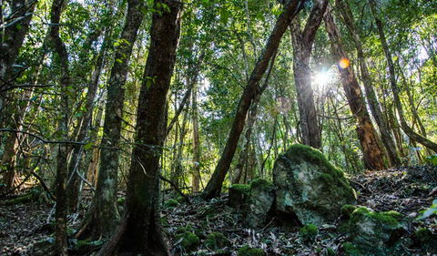 Copeland Tops State Conservation Area - Accommodation Daintree 0