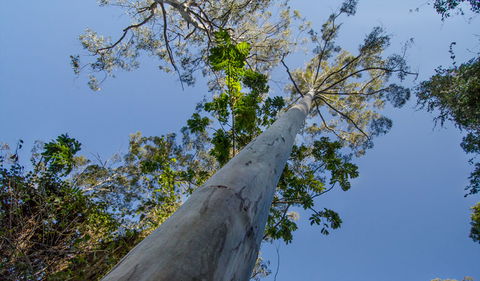 Copeland Tops State Conservation Area - Accommodation Daintree 1