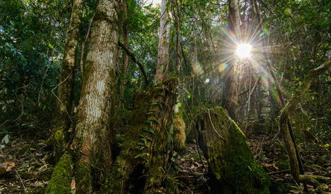 Basin Loop Track - Accommodation Daintree 1