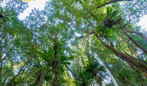 Hidden Treasure Track - Accommodation Daintree 2