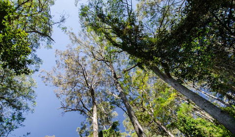Hidden Treasure Track - Accommodation Daintree 3