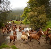 Glenworth Valley Horse Riding - Accommodation Daintree