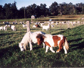 Trudgalong Farm - Accommodation Daintree 0
