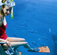 Roy Rufus Artificial Reef Dive Site - Accommodation Daintree