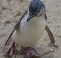 Penguin Island Boardwalks and Walk Trail - Accommodation Daintree