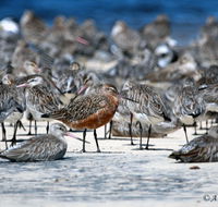 Cooloola Nature - Accommodation Daintree