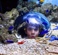 Sea Life Sunshine Coast - Accommodation Daintree