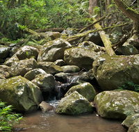 Booyong walking track - Accommodation Daintree