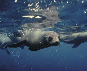 Wilsons Promontory Marine National Park - Accommodation Daintree 0