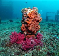 HMAS Brisbane Dive Site - Accommodation Daintree