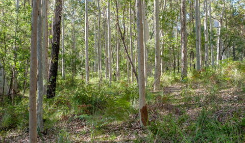 Corramy Regional Park - Accommodation Daintree 1